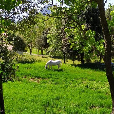 Agriturismo Colloreto Morano Calabro Dış mekan fotoğraf
