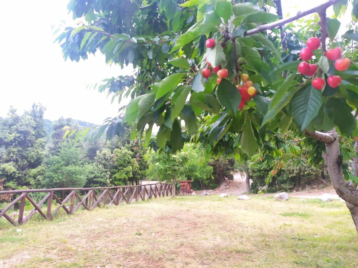 Agriturismo Colloreto Morano Calabro Dış mekan fotoğraf